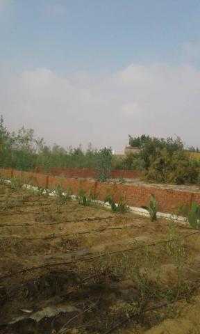 فرصة ممتازة للبيع قطعة أرض بالكيلو 92 بطريق مص اسكندرية